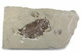 Fossil Fish and Shrimp Association - Hjoula, Lebanon #376354-1
